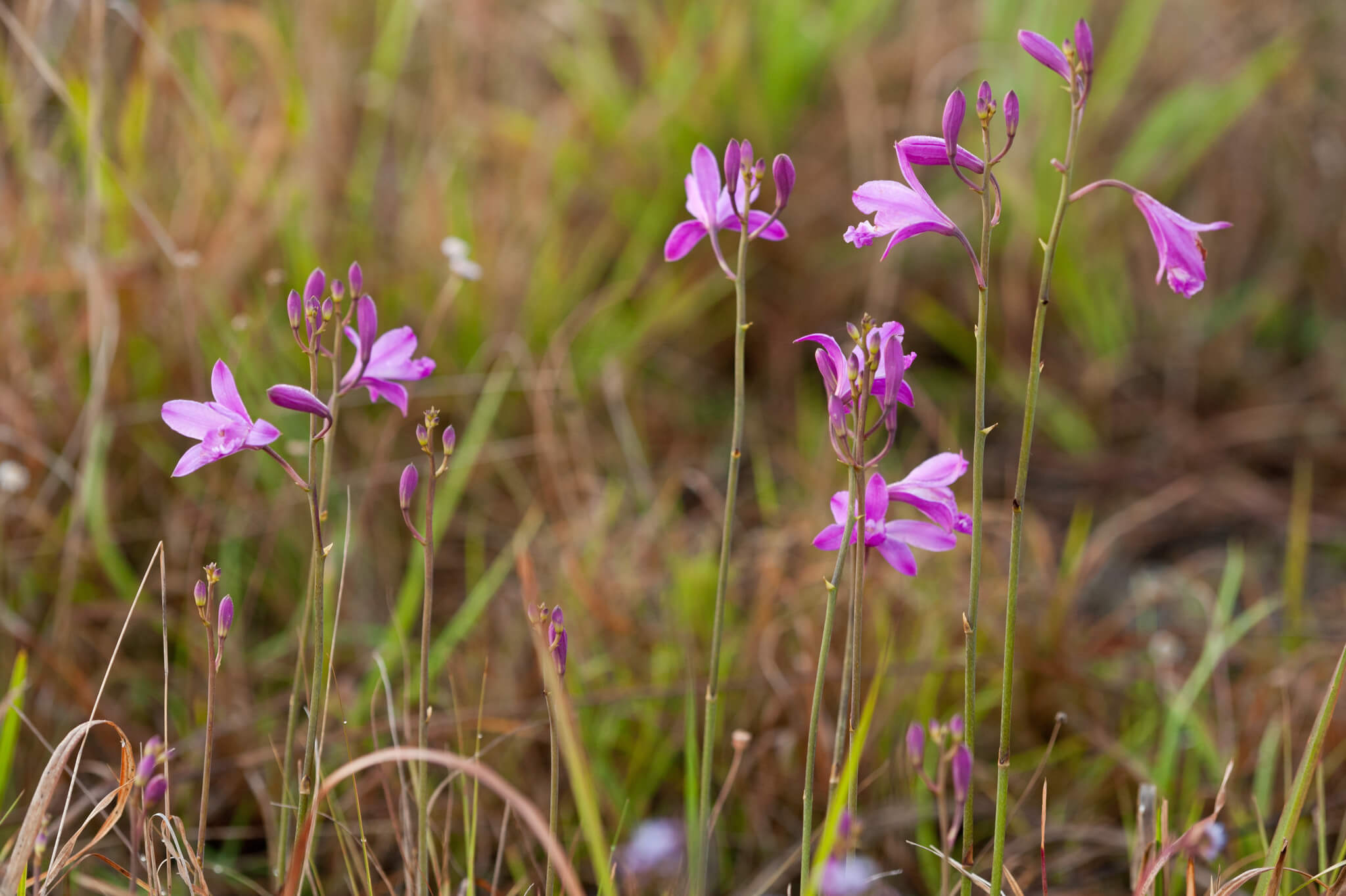 Bletia patula